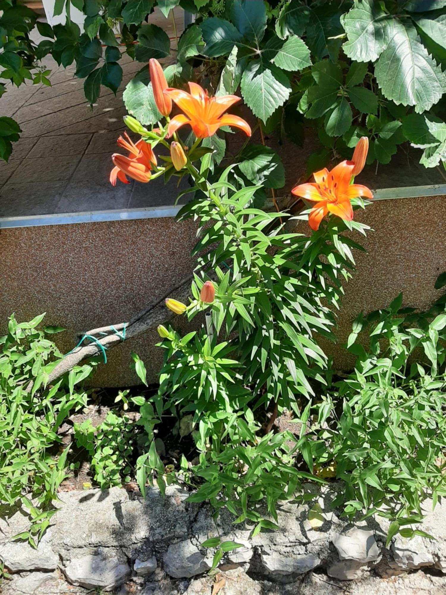 Apartmani Marija Povljana Zimmer foto