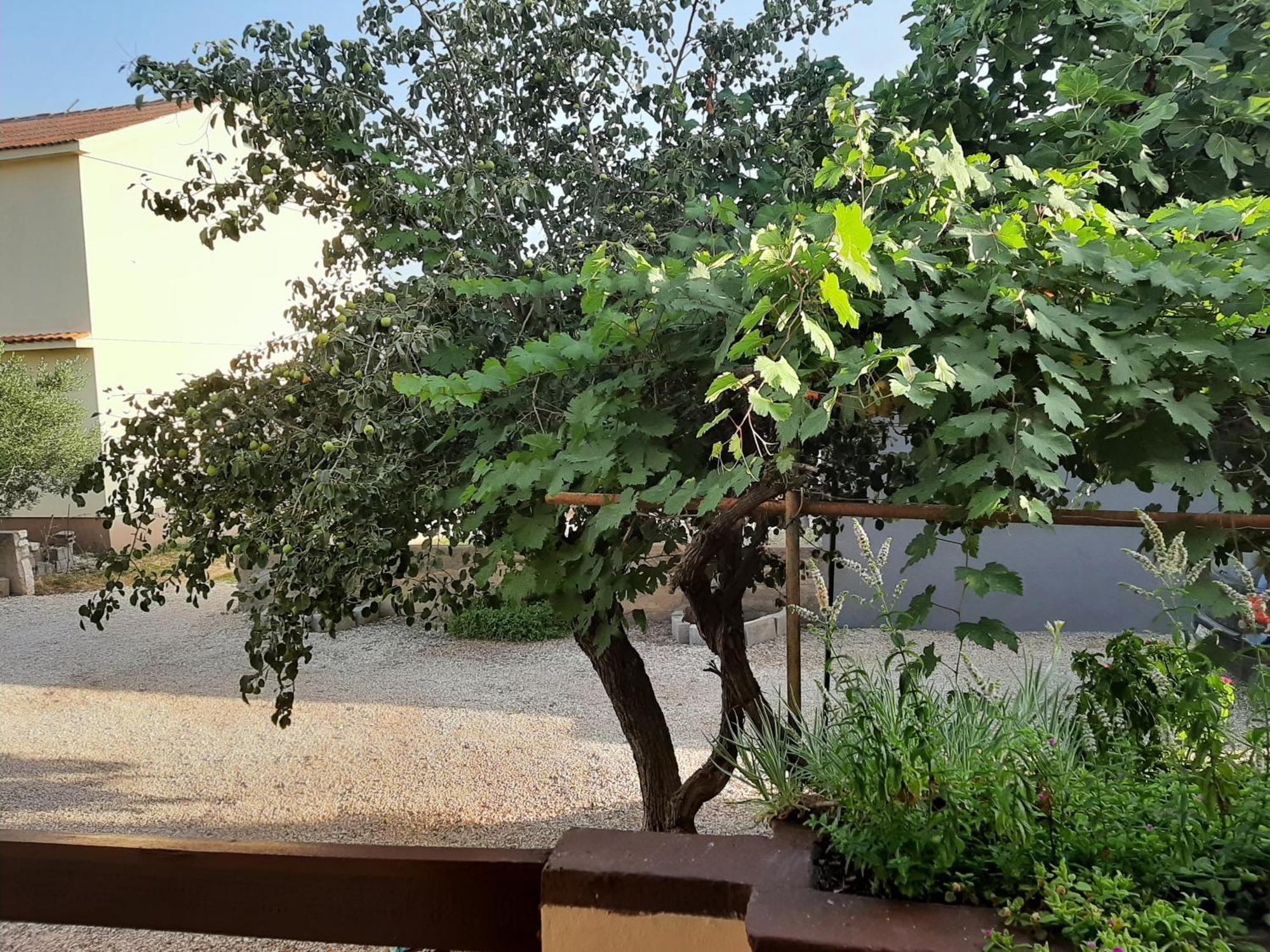 Apartmani Marija Povljana Zimmer foto